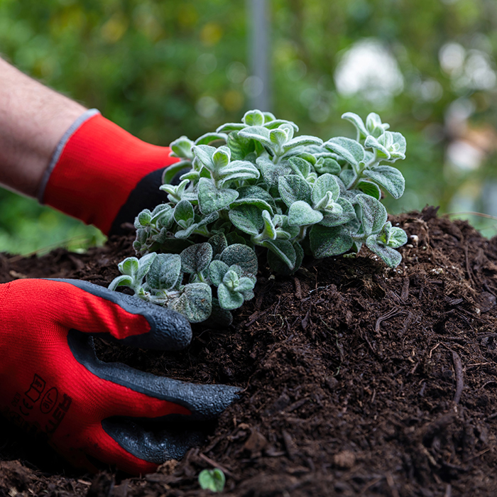 planting flower