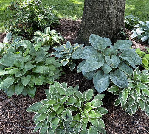 Hosta