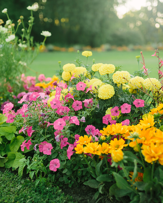 flowers