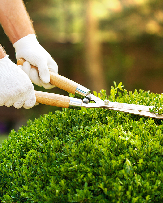 trimming hedge